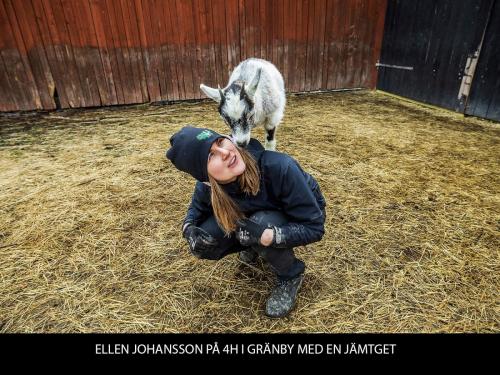 ELLEN JOHANSSON PÅ 4H I GRÄNBY MED EN JÄMTGET